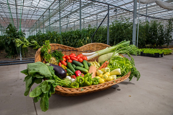 Az energiaválság ellenére is jók vagyunk az üvegházi zöldségek termesztésében
