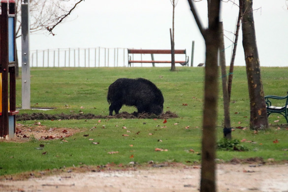 Borjúméretű vaddisznó a Balatonnál