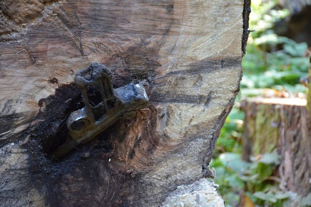 Elképesztő lelet került elő egy korhadt fából Vácrátóton