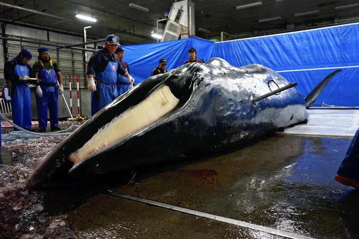 Japánban bálnahús-automatát állítottak fel, hogy felpörgessék az eladásokat