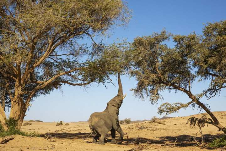Fotó: Biosphoto via AFP/Biosphoto/Thomas Dressler Jelentősen visszaszorult az elefántok orvvadászata Namíbiában