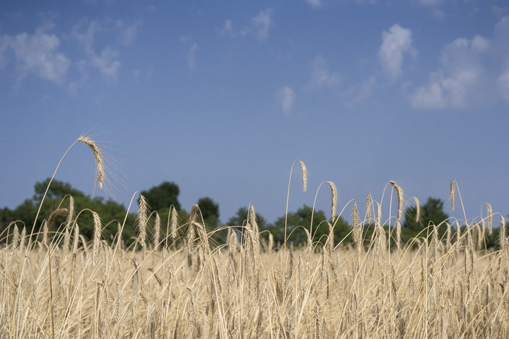 Idén tovább csökken a gabonatermés Ukrajnában