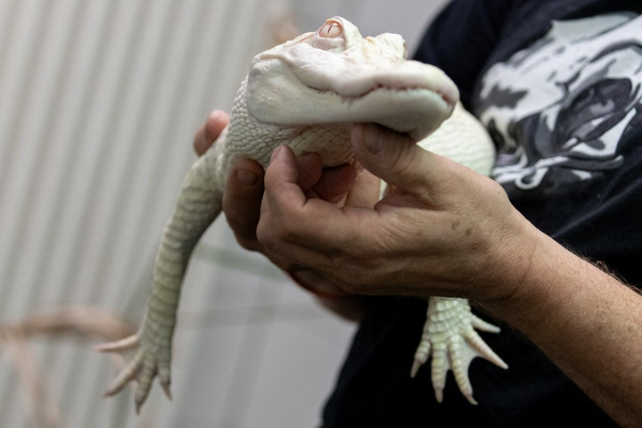 Repülőtéri poggyászból mentettek ki egy albínó aligátort Münchenben