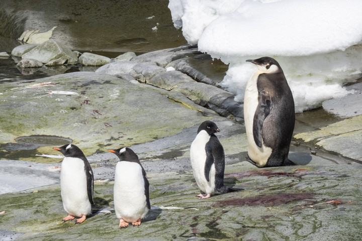 Új császárpingvin-kolóniát fedeztek fel az Antarktiszon a világűrből