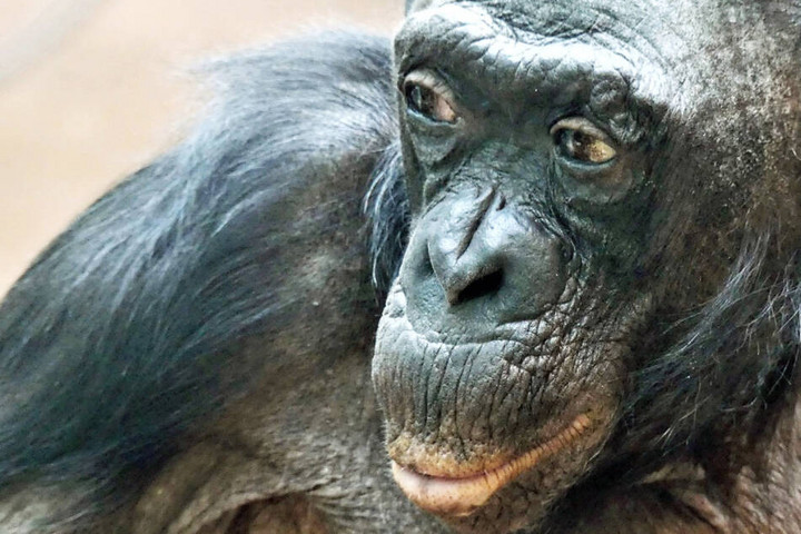 Elpusztult Margrit, a frankfurti állatkert legendás bonobója