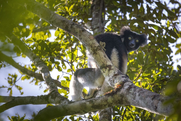 A madagaszkári állatfajok kihalására figyelmeztetnek a kutatók