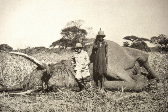 Oroszlánok, elefántok, leopárdok és Kitti úr, a fehér vadász