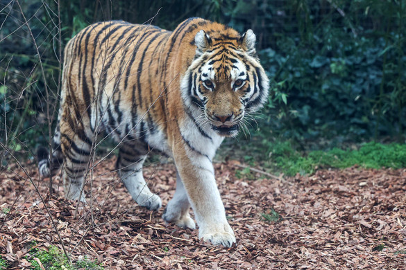 Megújult a leopárdok és tigrisek kifutója a fővárosi állatkertben + GALÉRIA