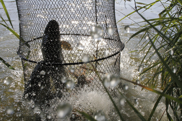 Nyakzó hálóval „dolgozó” idős orvhalászt csíptek fülön az egyik Duna-ágon