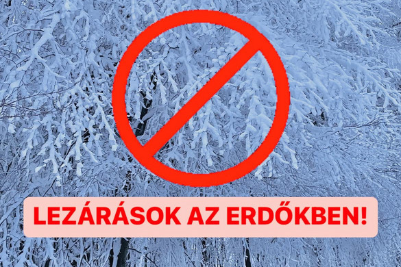 Fakidőlésre figyelmeztet több erdőgazdaság
