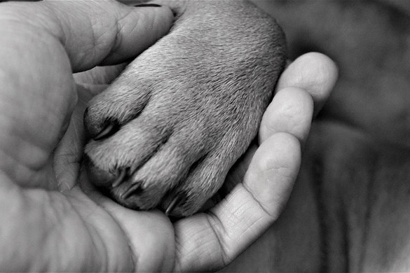 Romániában több mint egymillió kutyát öltek meg az utóbbi két évtizedben