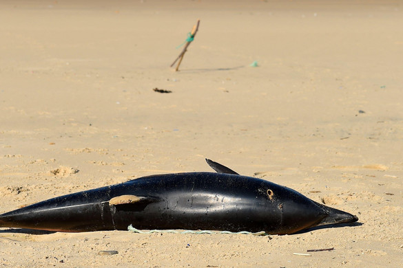 A francia kormány nem tesz eleget a delfinek pusztulásának megakadályozásáért