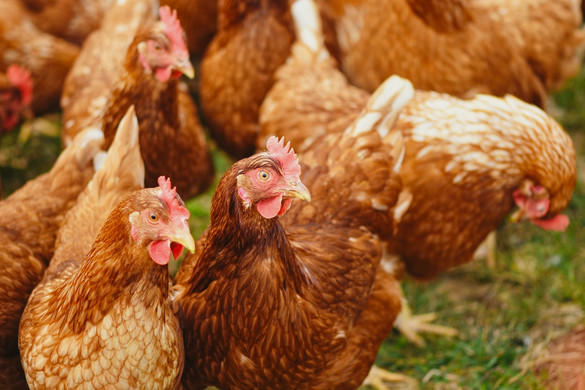Ukrán és brazil csirke kerül a pultokba a madárinfluenza miatt