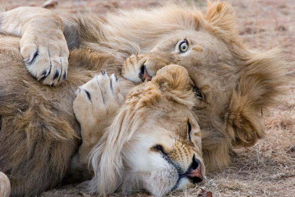 Dán állatkert fogadott be oroszlánokat Ukrajnából