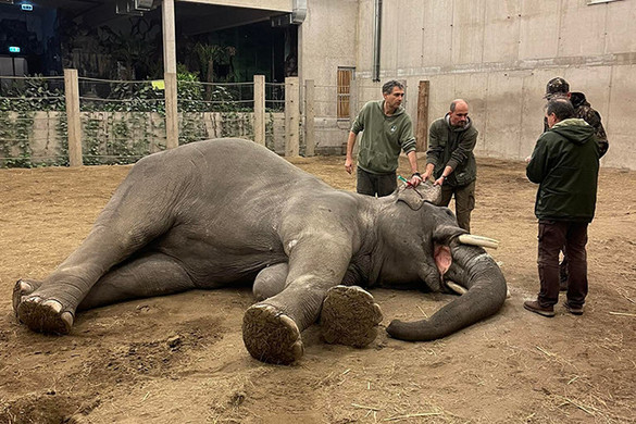 Fogorvosi kezelésen esett át a Szegedi Vadaspark egyik elefántja