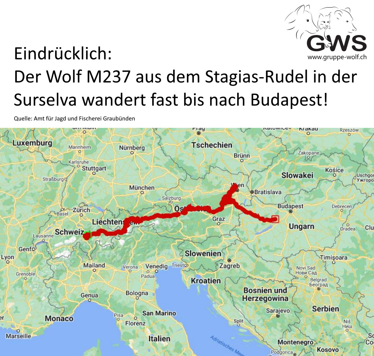Fotó: GWS / facebook a farkas által megtett út