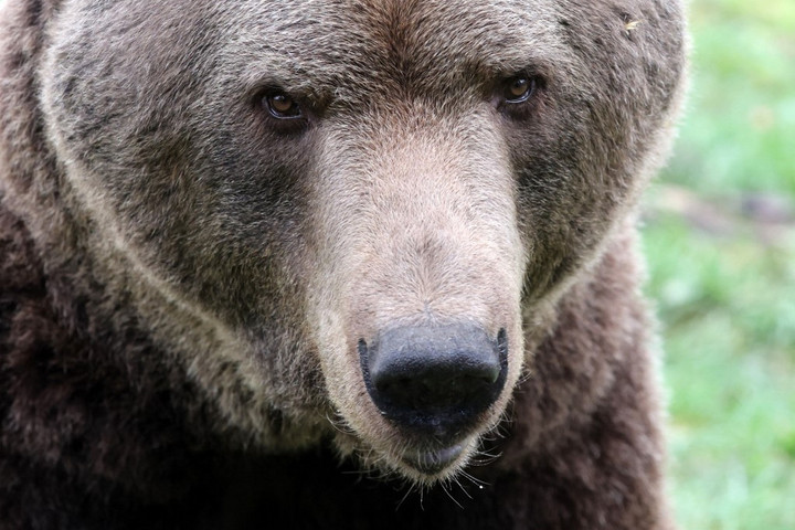 Ismét elrendelték a futót halálra marcangoló medve leölését Olaszországban