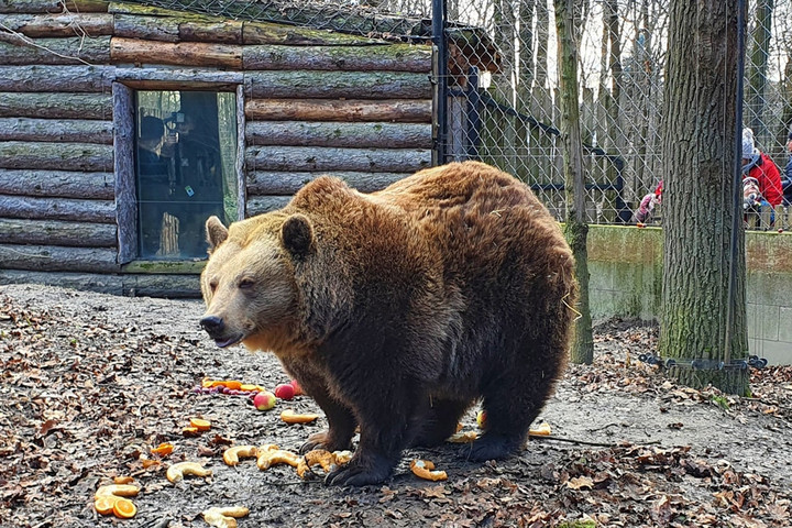 Előbújtak a medvék a Szegedi Vadasparkban + VIDEÓ