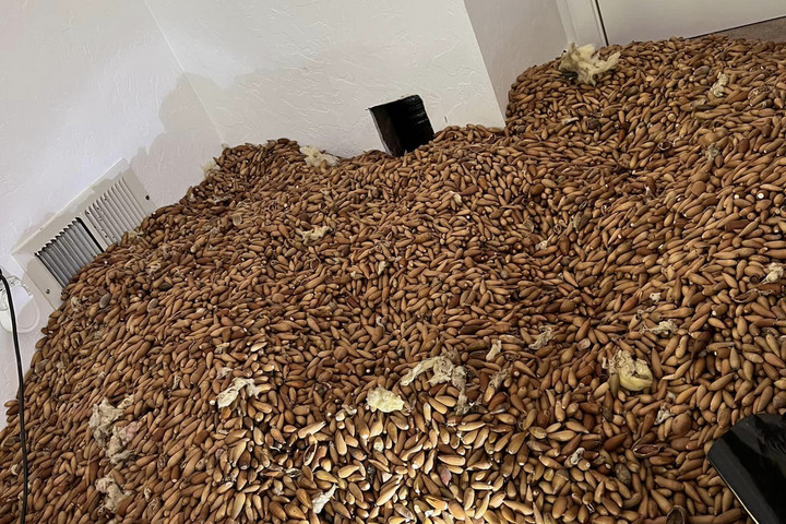 Közel háromszáz kiló makkot raktározott el egy harkály egy kaliforniai ház falaiban