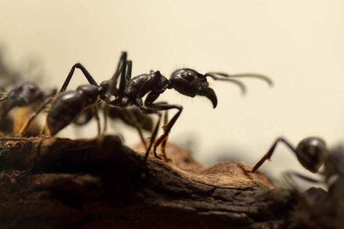A hangyák nem alkalmazkodnak a melegedéshez