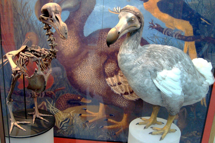 Fotó: Wikipedia/The Oxford University Museum of Natural History Újra nekifutnak a dodó felélesztésének