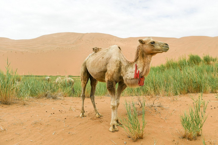 Fotó: BEI HE / XINHUA / XINHUA VIA AFP Tevefesztivált rendeznek Mongóliában