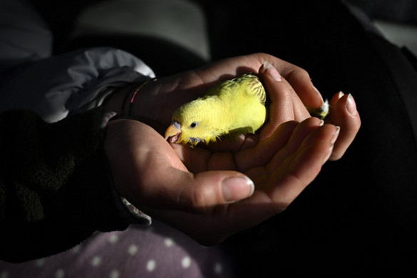 Törökországban a madarak, Romániában a tyúkok jelezték a földrengést – VIDEÓ