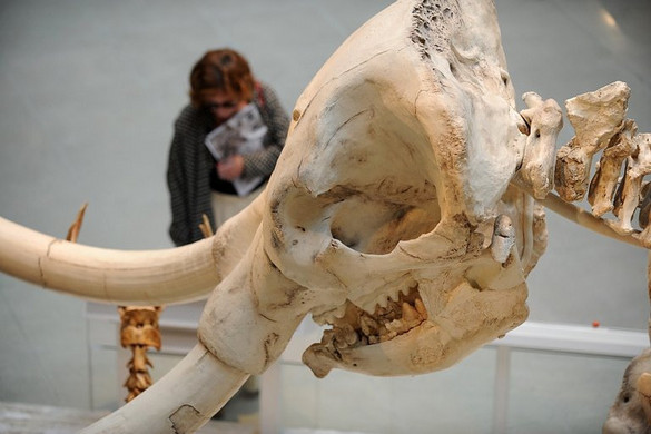 Ősi lándzsahegyet találtak egy masztodon bordájában