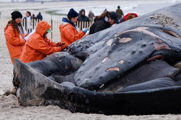 Újabb bálna sodródott partra és pusztult el New York államban
