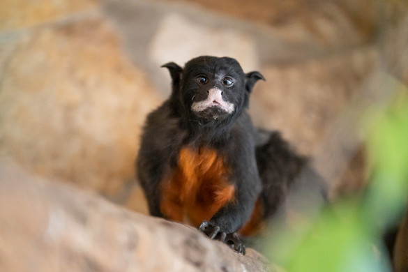 Cseh állatkertből érkezett újabb tamarin a debreceni Nagyerdőbe