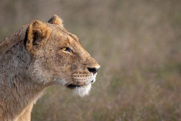Ellopta a GoPro-t az oroszlán, és zseniális szelfivideót forgatott vele + VIDEÓ