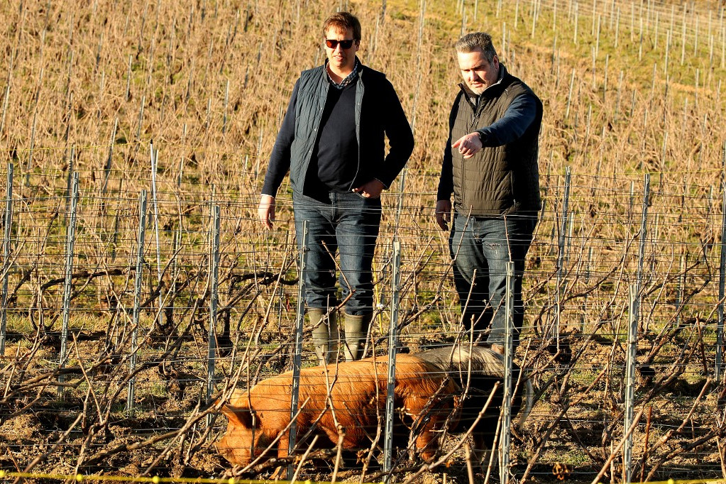 A Kunekune sertésfajtát jelenleg kísérleti kezdeményezésként használják a francia Champaign régióban, mivel ökológiai alternatívát jelentenek a kémiai vagy mechanikus gyomirtási eljárásokkal szemben