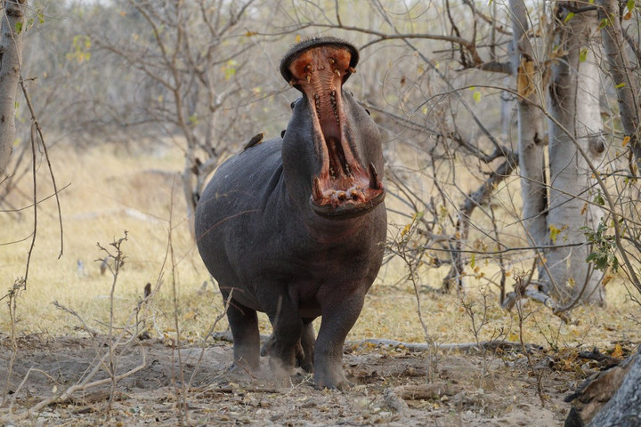 Fotó: Biosphoto via AFP/Christophe Ravier Káosz a vízilovak körül Kolumbiában
