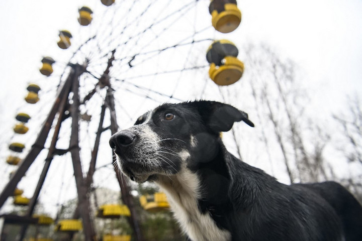 Fotó: NurPhoto via AFP/Maxym Marusenko Furcsa dolgokról árulkodnak Csernobil kóbor kutyái