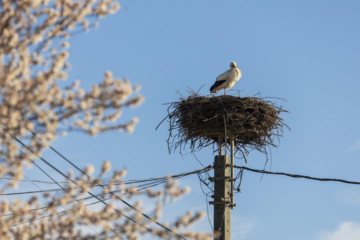 Egyre több fehér gólya érkezik Magyarországra