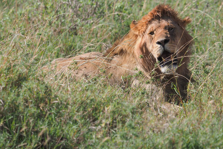 Riválisai megölték a Serengeti oroszlánjainak királyát