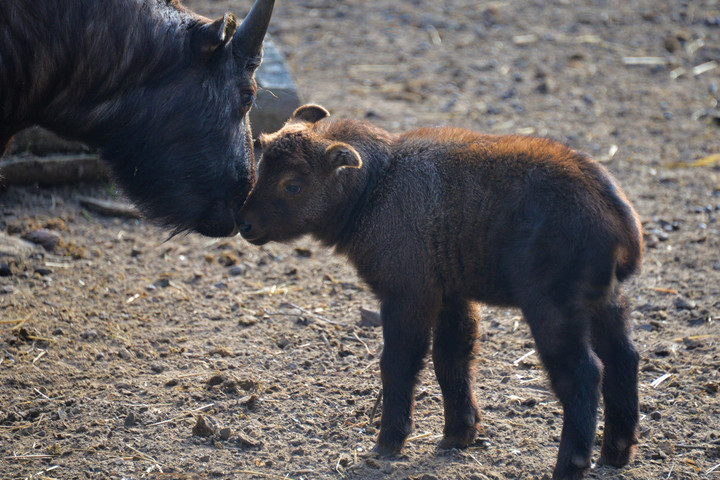 Fotó: Facebbok/Nyíregyházi Állatpark Mishmi takin született a Nyíregyházi Állatparkban