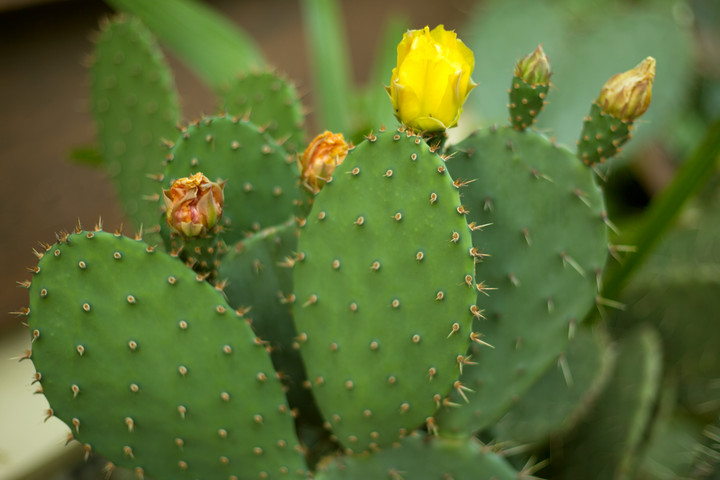Kivadult kaktuszoktól szenvednek a Kiskunságban