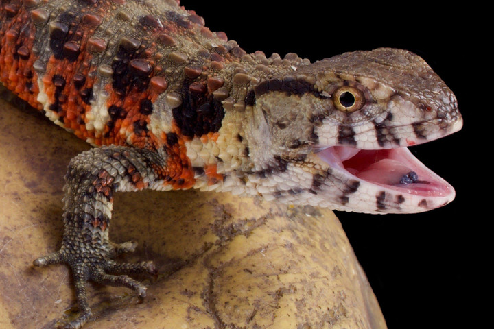 Fotó: Biosphoto/Biosphoto via AFP/Matthijs Kuijpers Krokodilfarkú bütykösgyíkok érkeztek Bécsből Debrecenbe