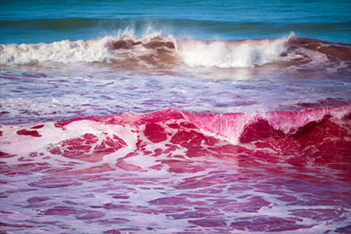 Fotó: SCRIPPS INSTITUTE OF OCEANOGRAPHY Rózsaszín hullámok