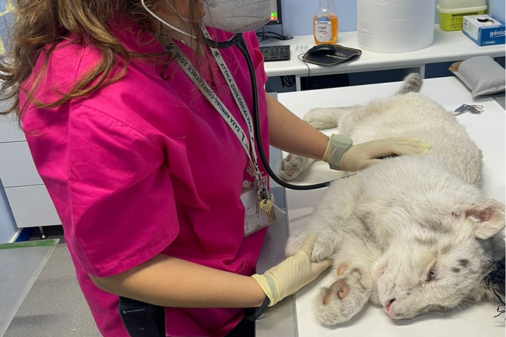 Fotó: Facebook/Attica Zoological Park Szemétben talált tigriskölyök életéért küzdenek görög állatorvosok