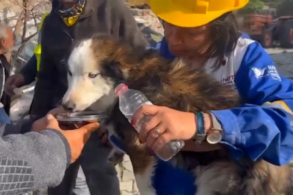 23 nap után élve húztak ki egy huskyt a törökországi földrengés romjai alól + VIDEÓ