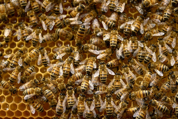Sok élelmiszer eltűnne a boltok polcairól, ha nem végeznék a méhek a dolgukat