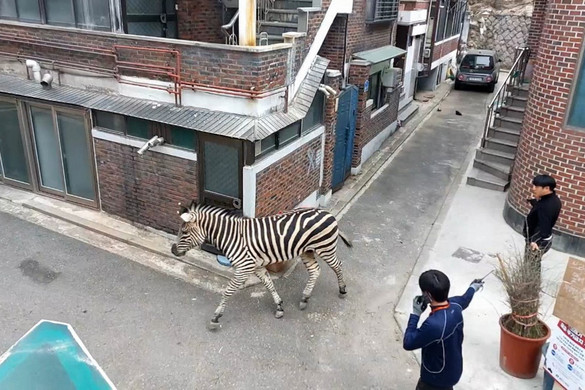Szökött zebra galoppozott a szöuli zebrákon