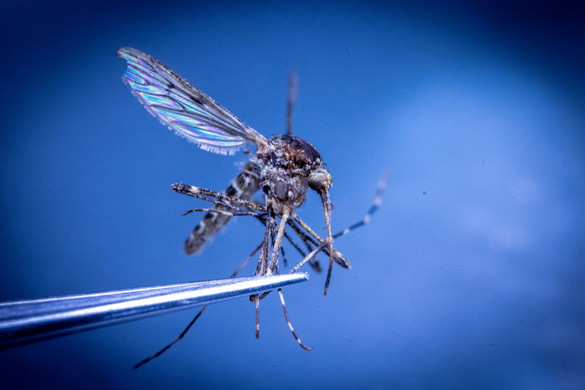 Nincs emberre veszélyes vírus az inváziós szúnyogokban