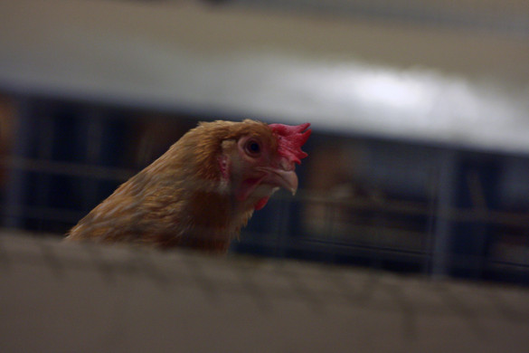 Negyedéves mérleg: Kevesebb disznó, több csirke végezte vágóhídon
