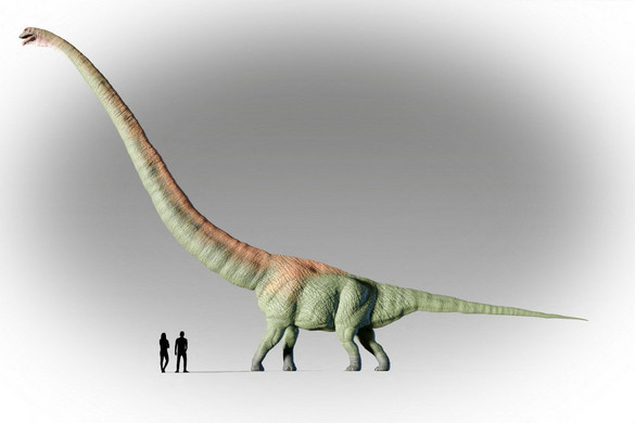 Hat zsiráfnak megfelelő hosszúságú nyaka volt a nyakhosszrekordot tartó dinoszaurusznak