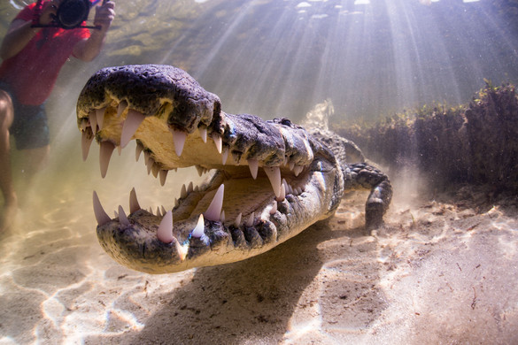 Krokodil segíthet egyes fertőzések leküzdésében