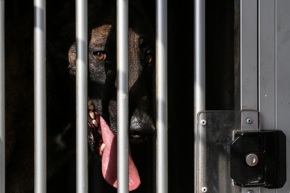 Tiltott állatviadalok szervezője ellen indított pert az ügyészség