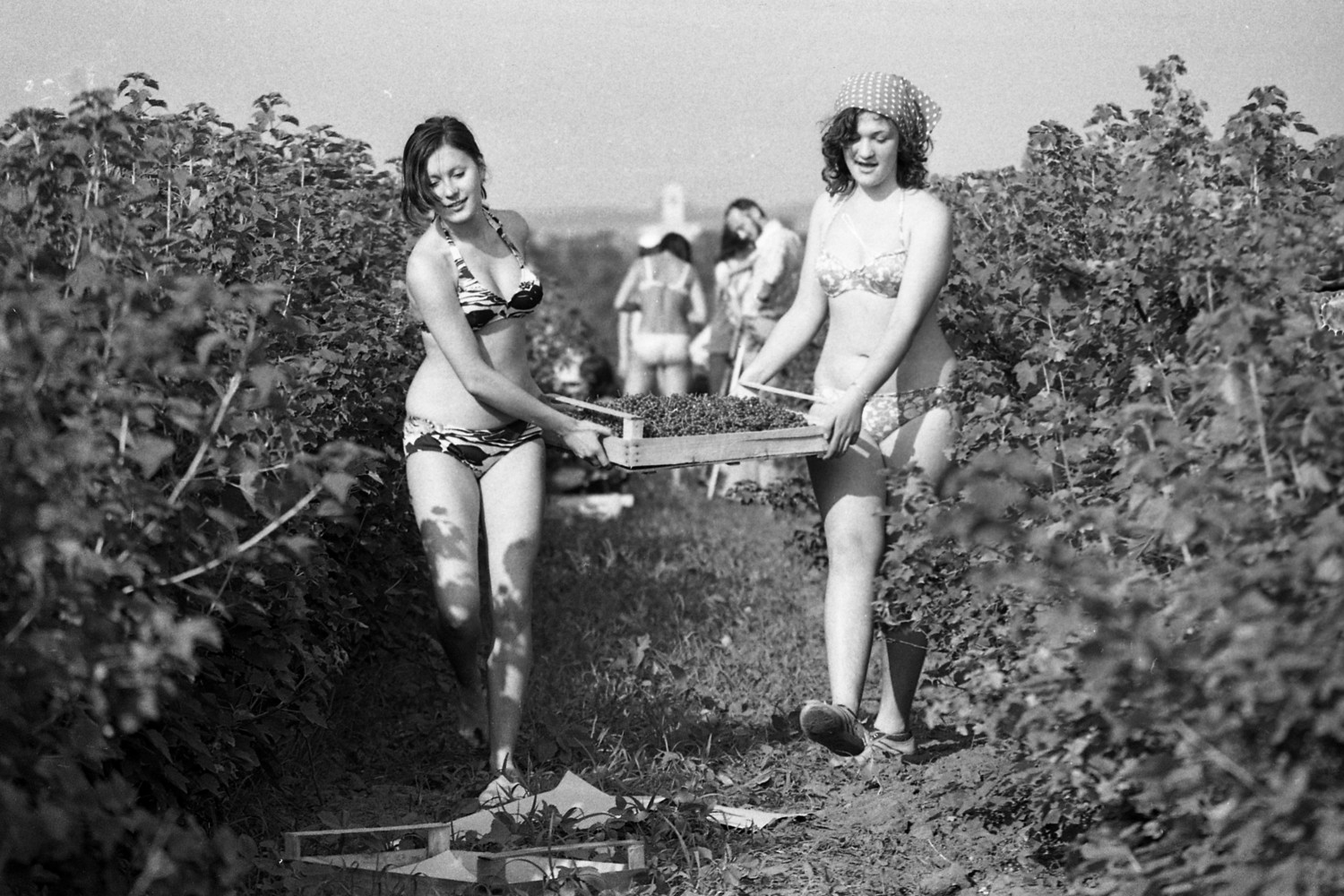 A balatonaligai KISZ építőtábor lakói 1974-ben a Badacsonyi Állami Gazdaság alsótekeresi üzemegységében ribizlit szednek